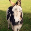 Donkeys