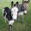 Donkeys