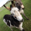 Donkeys