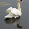 Animal Photographs