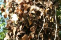 Brown Leaves