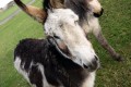 Donkeys