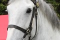 Horses - An Garda Siochana