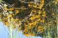 Reflection