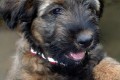 Sally Puppy Briard