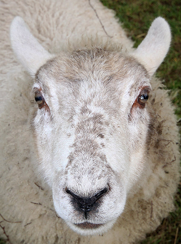 Sheep